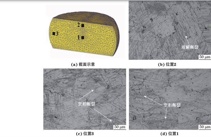 在９８０ ℃、應(yīng)變速率為０．０１０s－１下壓縮至應(yīng)變量為３０％后