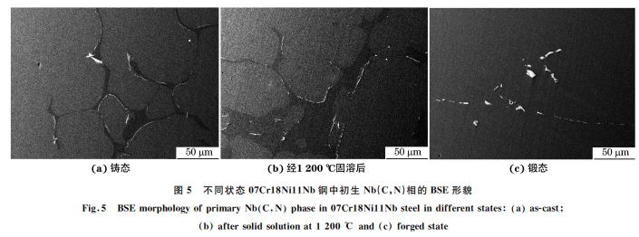 圖5 不同狀態(tài)07Cr18Ni11Nb鋼中初生 Nb(C，N)相的 BSE形貌